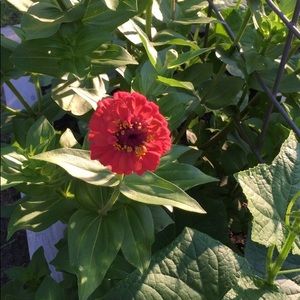 Meet your Posher, Carolyn